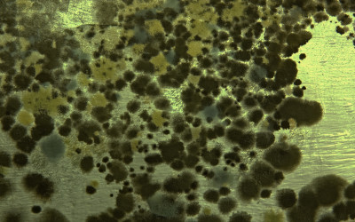 mold-remediation