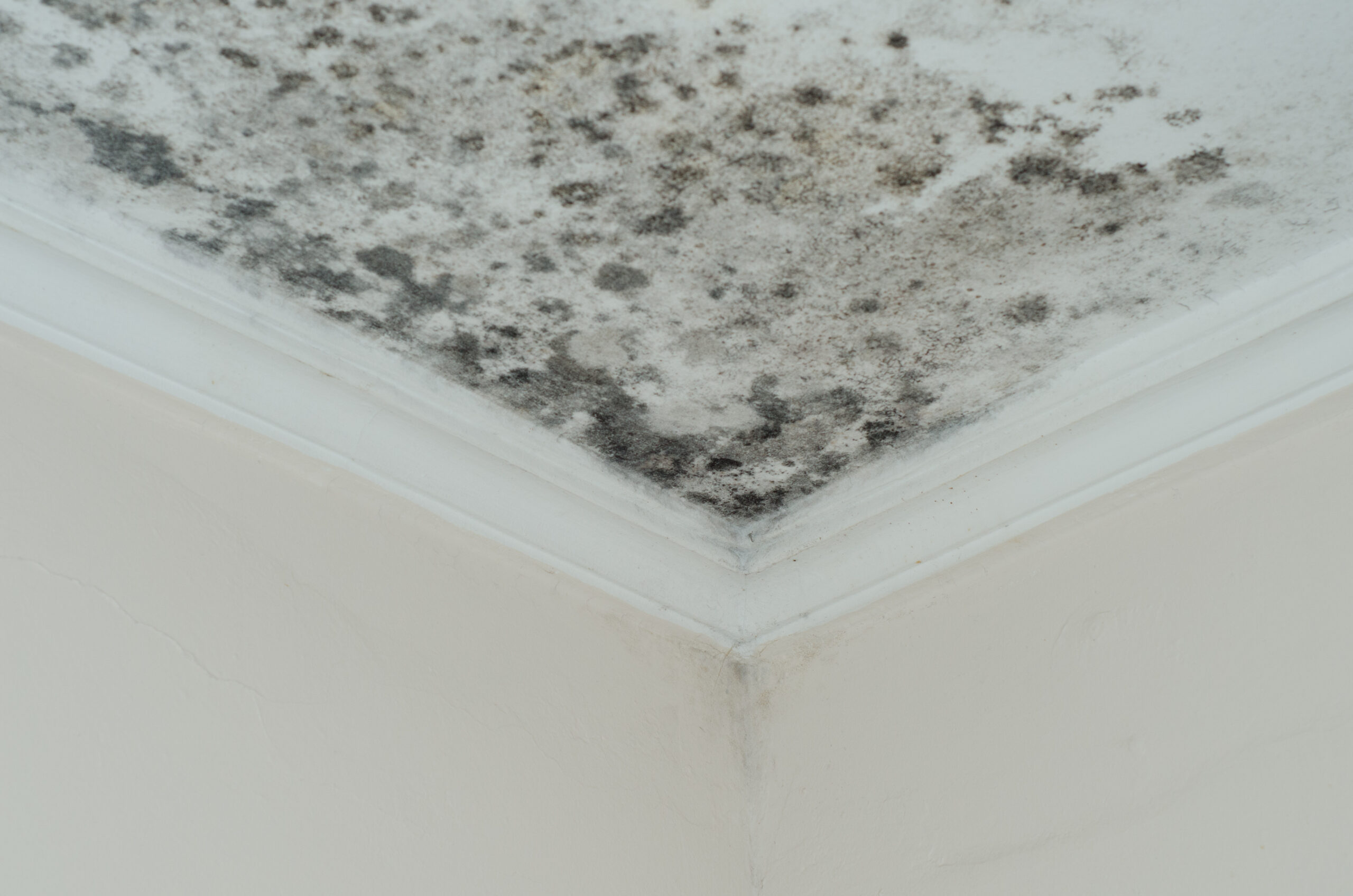 how to identify mold in your home
