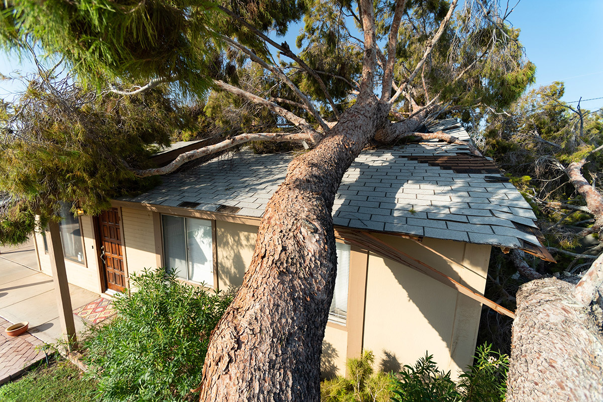 A tree that has fallen onto a residential roof during a storm.